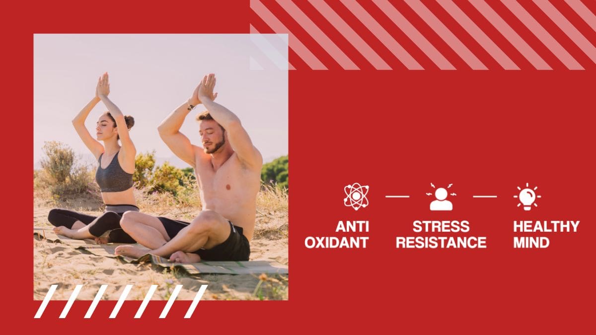 Ashwagandha na stres