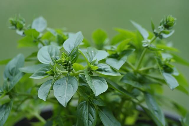 Lebiodka Oregano Přírodní Byliny