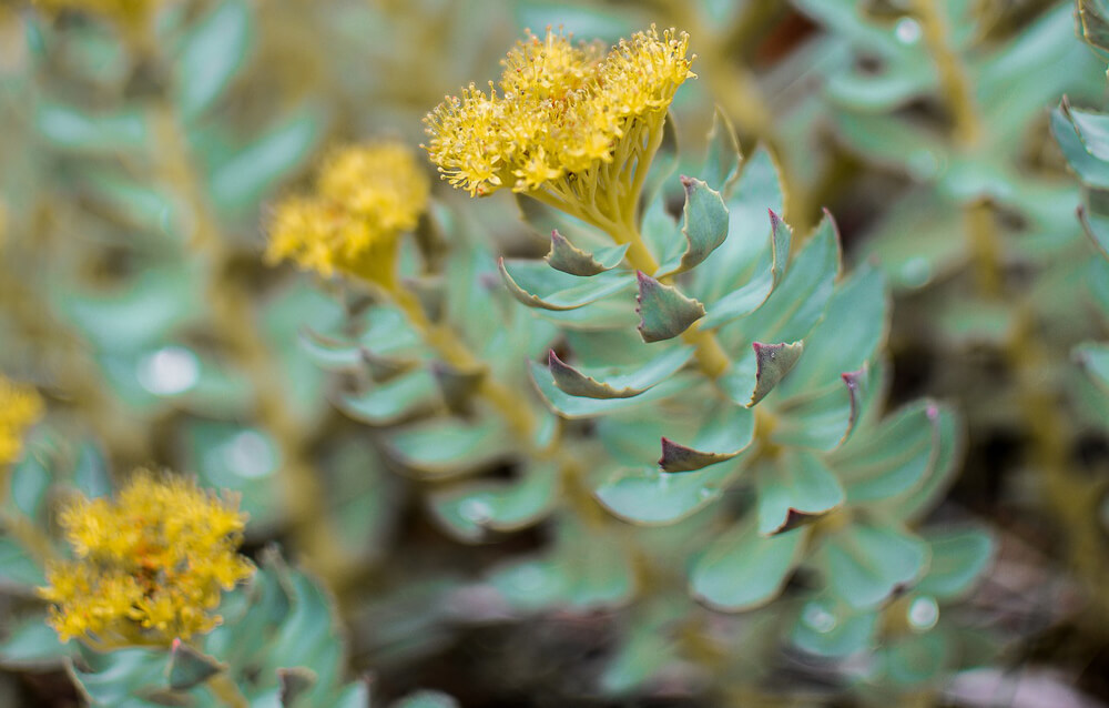 Rhodiola Rosea Rozchodnice Horní Adaptogeny