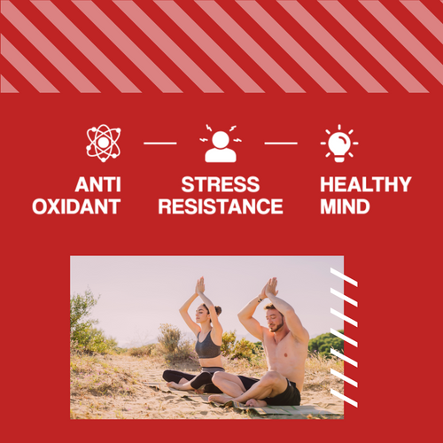 MP NUTRITION Ashwagandha 450mg 9% witanolidů - 60 caps